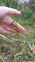 Cryptostylis