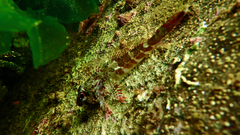 Bovichtus angustifrons