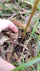 Cryptostylis