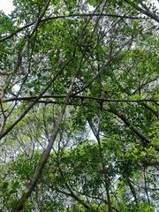 Dendrocitta formosae formosae