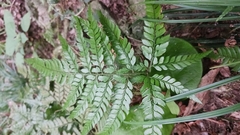 Arachniodes aristata