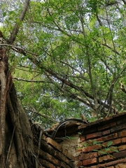 Dendrocitta formosae formosae