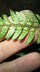 Arachniodes aristata