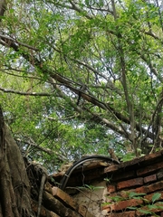 Dendrocitta formosae formosae