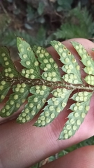 Arachniodes aristata