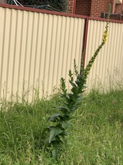 Verbascum virgatum