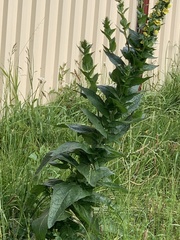 Verbascum virgatum