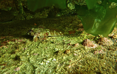 Bovichtus angustifrons