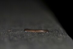 Parajulidae
