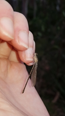 Xanthagrion erythroneurum