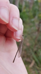 Xanthagrion erythroneurum