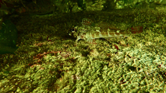 Bovichtus angustifrons