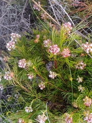 Serruria rubricaulis