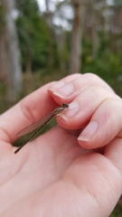 Xanthagrion erythroneurum