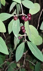 Lonicera