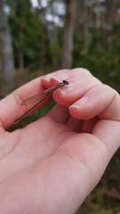 Xanthagrion erythroneurum