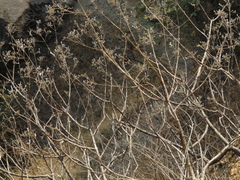 Spermadictyon suaveolens
