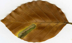 Phyllonorycter maestingella