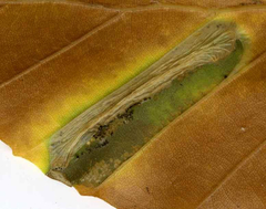 Phyllonorycter maestingella