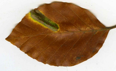 Phyllonorycter maestingella