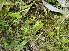 Hydrocotyle foveolata