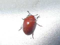Neotriplax lewisii
