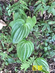 Stemona tuberosa