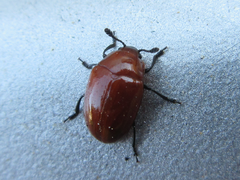 Neotriplax lewisii