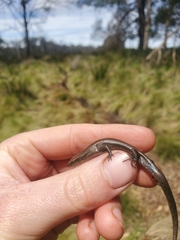 Lampropholis delicata