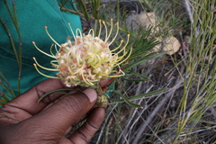 Leucospermum lineare