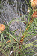Leucospermum lineare