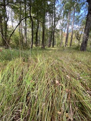 Carex bullata