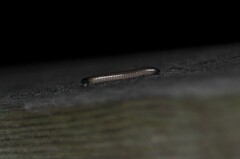 Parajulidae