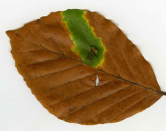 Stigmella tityrella