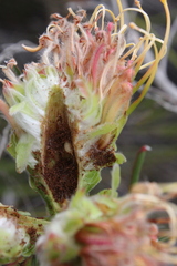 Leucospermum lineare
