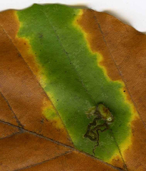 Stigmella tityrella