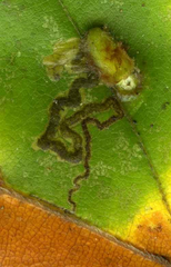 Stigmella tityrella
