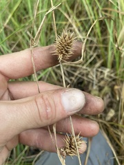 Carex bullata
