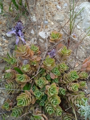 Coleus