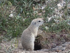 Spermophilus xanthoprymnus