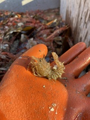 Paracrangon echinata