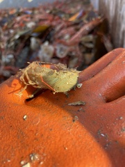 Paracrangon echinata