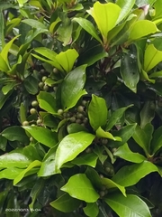 Ardisia sieboldii
