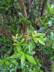 Ardisia sieboldii