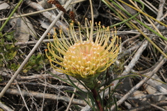 Leucospermum lineare
