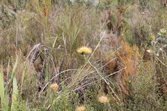 Leucospermum lineare