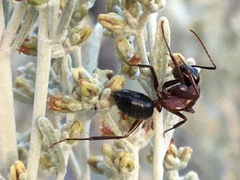 Camponotus vicinus