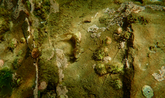 Parablennius tasmanianus