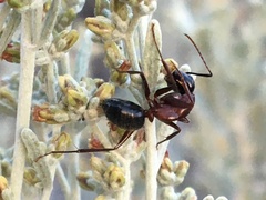 Camponotus vicinus