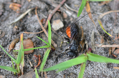 Sphecodes albilabris
